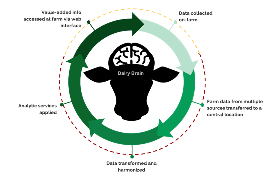 A cow's head within a green circle showing different stages of the Dairy Brain project.