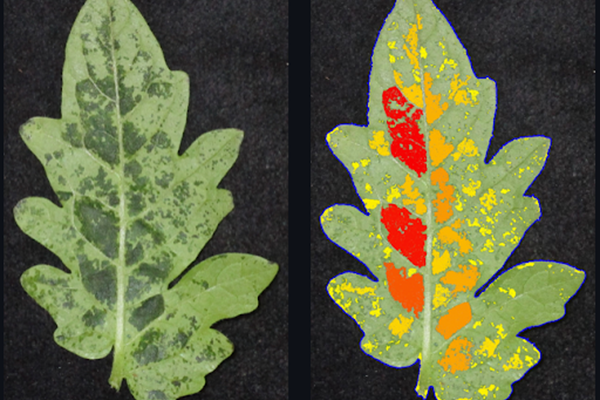 Image of two leaves, side-by-side, with lesions shown in red and yellow