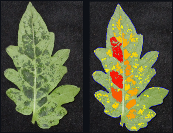 The same leaf is pictured twice; the right side uses the non-AI image processing application to identify healthy, lesioned, and non-leaf areas. 