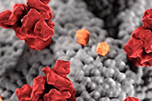 A microscopic image of the Covid-19 virus