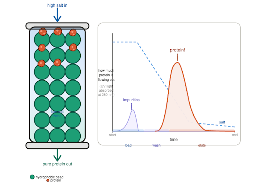 A graphic showing protein flow.