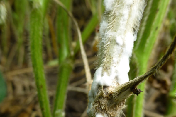 White mold on a soybean stem
